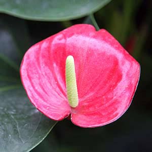 Red Flowering Anthurium