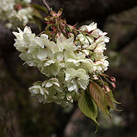 Prunus serrulata