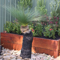 garden planters pots