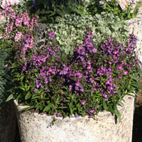 aged planter with trailing plantsplanter