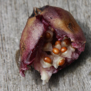 Trillium Seeds