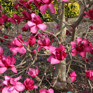 magnolia deciduous trees magnolias