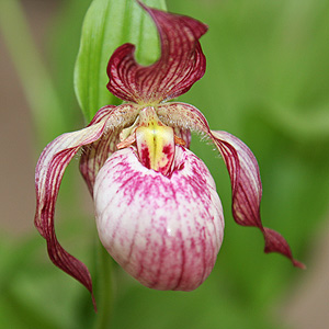 lady slipper orchid plants for sale