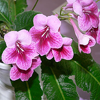 African Violer Flower 2
