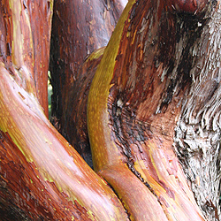 Arbutus x andrachnoides has a trunk that can be a landscaping feature