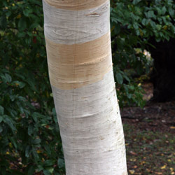 Betula jacquemontii is a wonderful Landscaping tree