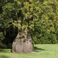Brachychiton-rupestris-Qld-Bottle-Tree