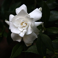 Gardenia Care Gardenia