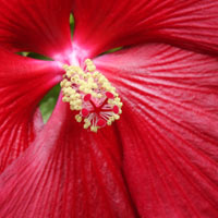 Hibiscus moscheutos 'Southern Belle'