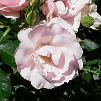 Rose-Flower-Rosendorp-Sparishoop