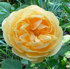 Rose Flower Graham-Thomas