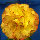Rose Tequila Sunrise