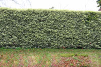 Screening Trees