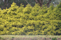 Screening Trees Informal Hedge