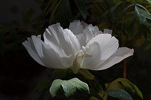 Tree Peony