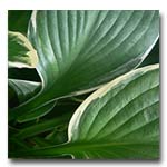 shade plant hosta