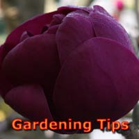 Gardening Tips