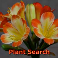 Buy Plants Online