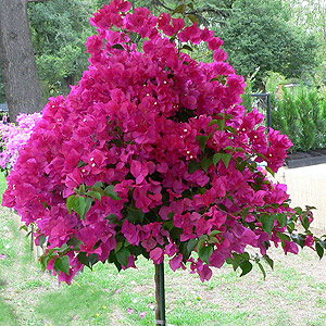 Bougainvillea | Nurseries Online