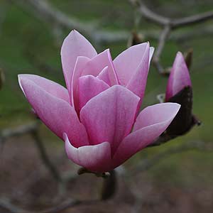 Magnolia x soulangiana 'Alexandrina' - Nurseries Online USA