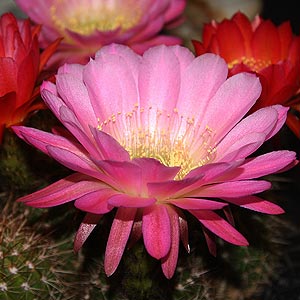 Trichocereus grandiflorus - Nurseries Online